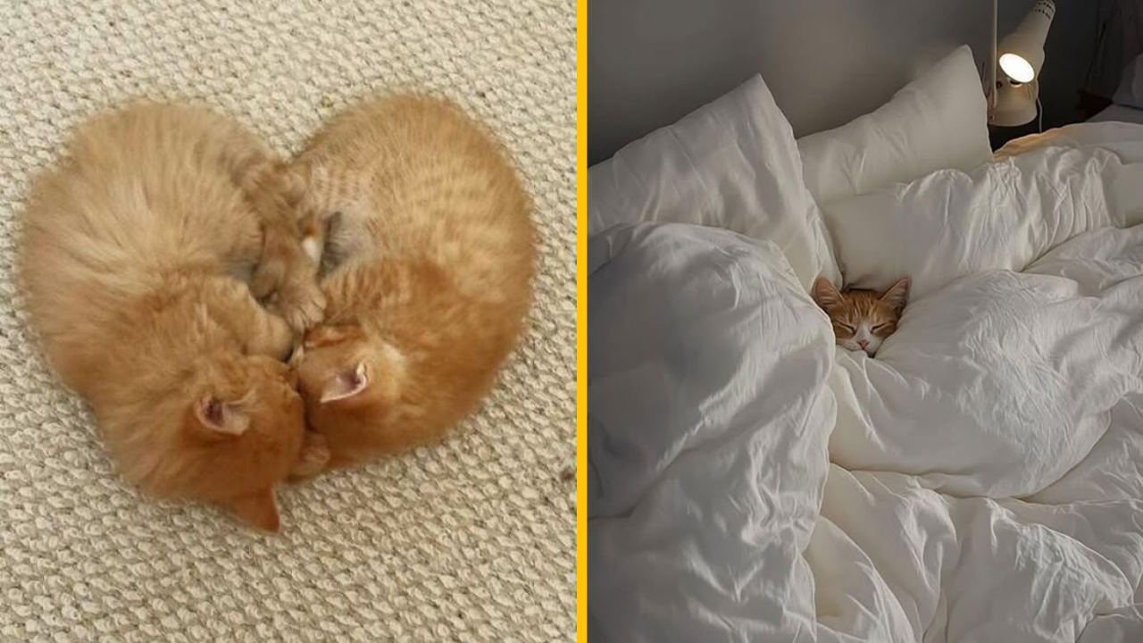 12 mačiek, ktoré ľuďom okolo seba zlepšili deň (1. časť)