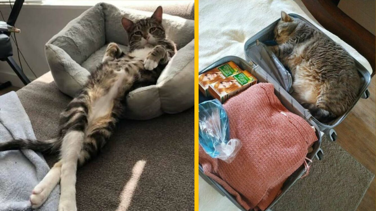 12 mačiek, ktoré ľuďom okolo seba zlepšili deň (2. časť)