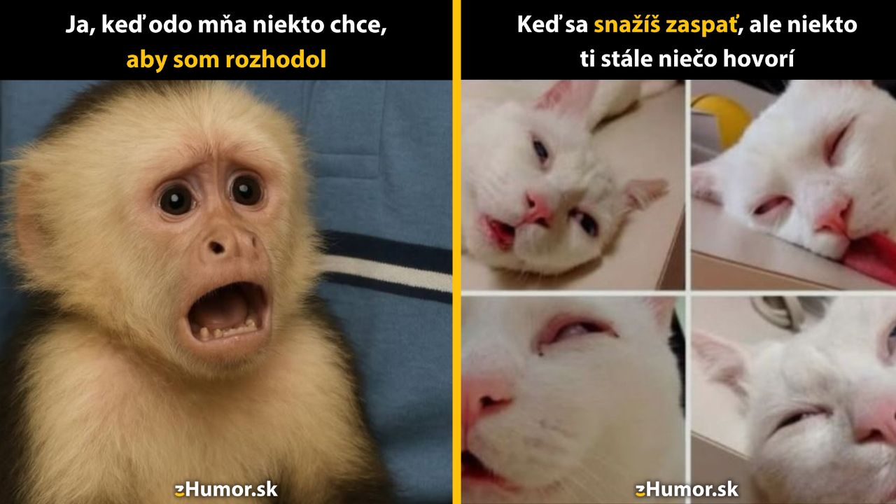 Zopár memečiek, ktoré vznikli, aby ti spríjemnili deň #1569: Ale prečo práve ja?