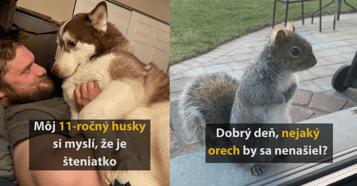 19 fotografií milučkých zvierat, ktoré vám dnes urobia deň