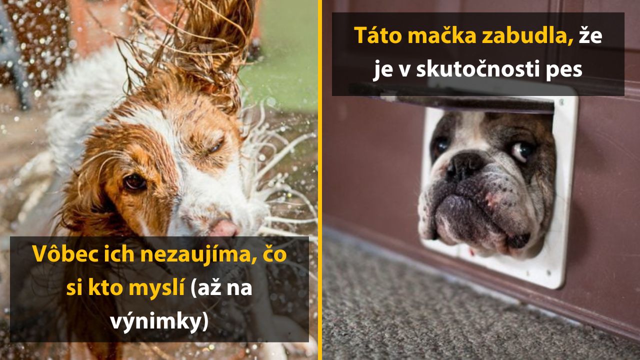 10 psov, ktoré si z ľudí neustále robia srandu a zo svojho života ležérny oddych