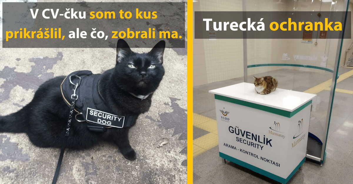 15 šikovných mačiek, ktoré sa v živote určite nestratia