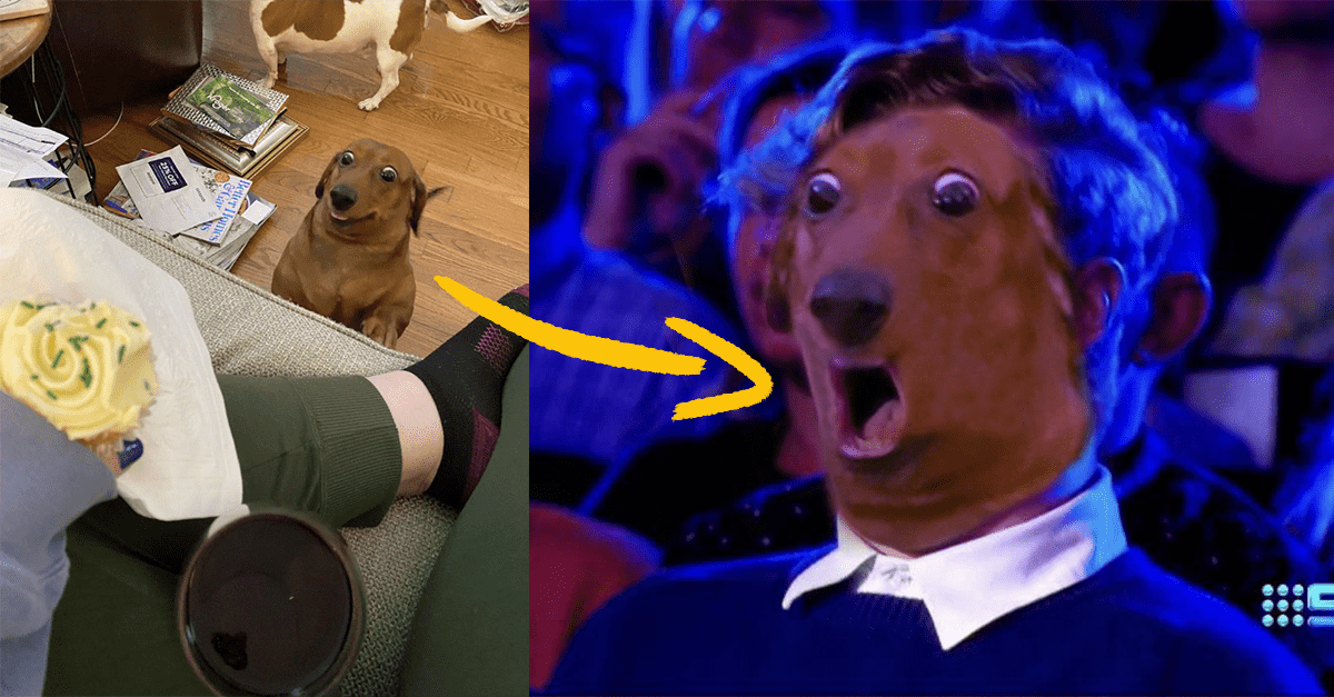 Jedna takmer obyčajná fotografia psa, ktorá spustila vlnu vtipných photoshopových úprav