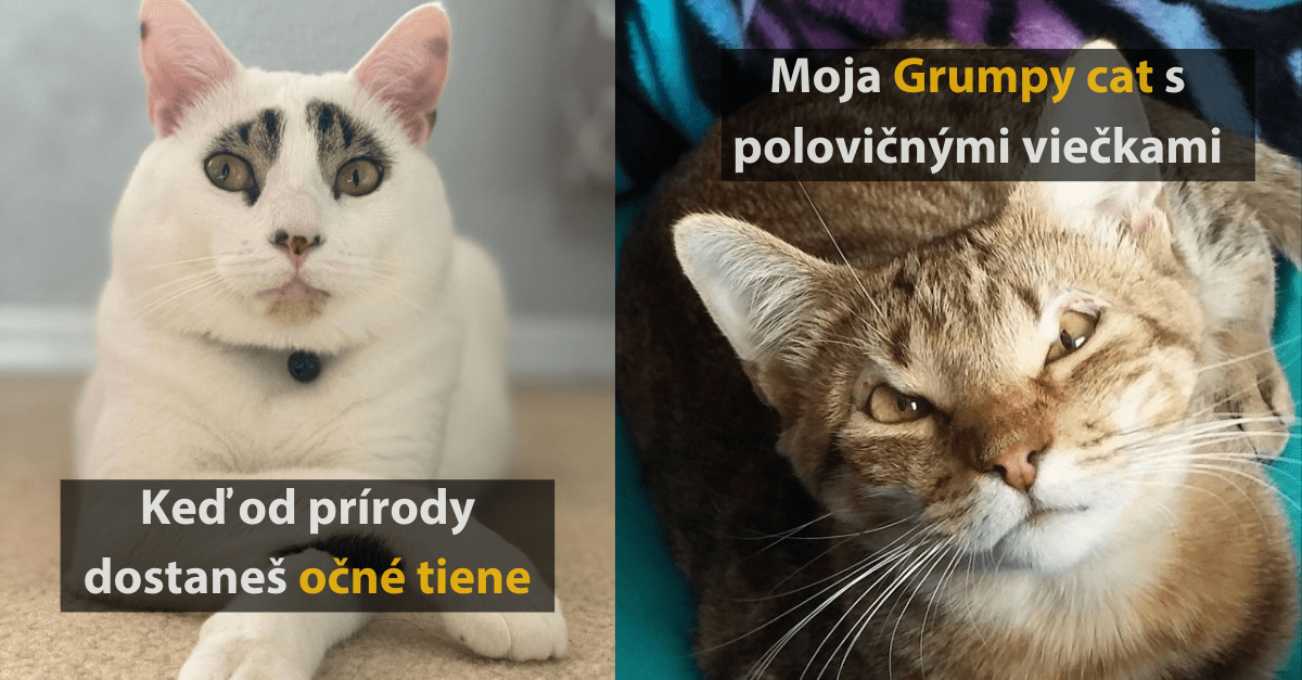 15 fotografií mačiek, ktoré vás dostanú svojim unikátnym vzhľadom