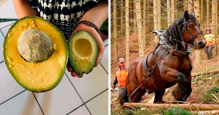 50 fotografií vecí a zvierat, ktoré sú väčšie ako by ste čakali