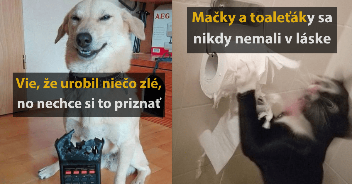 10 vtipných fotografií, ktoré zachytávajú zvieratá priamo pri čine