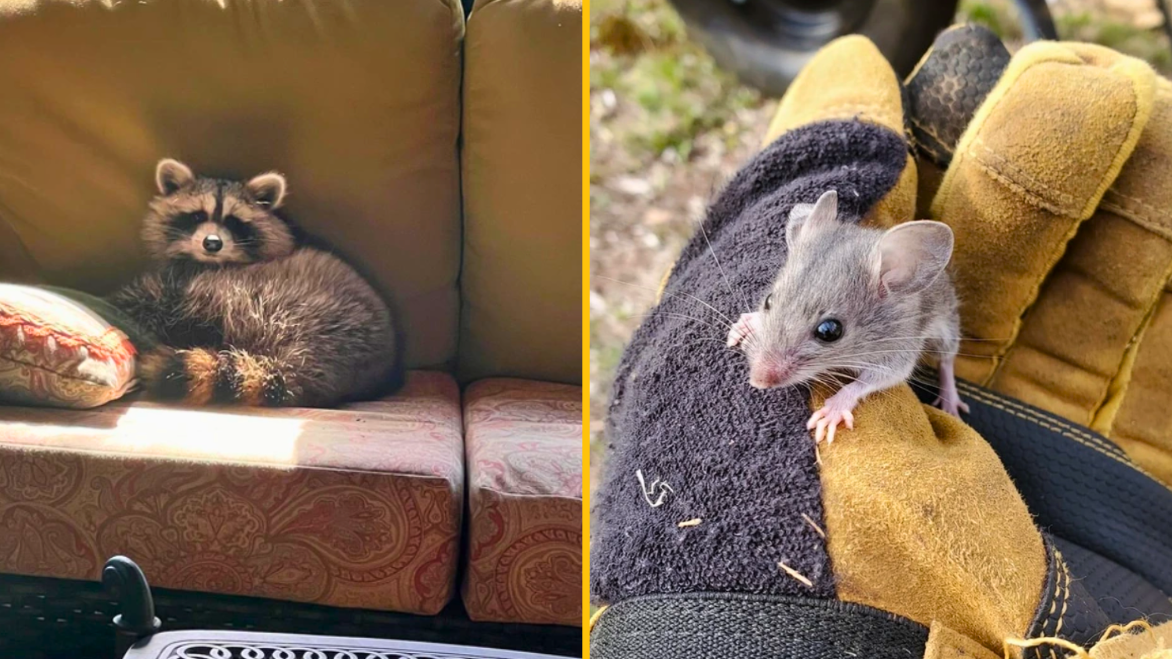 12 ľudí, ktorí si získali dôveru divokých zvierat