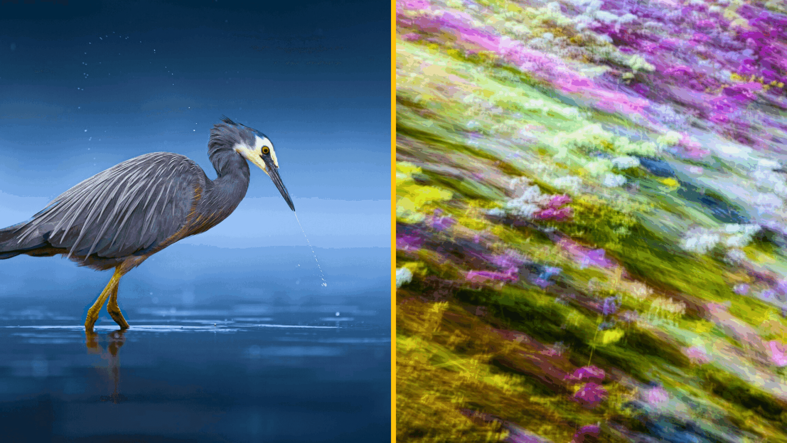 9 výnimočných záberov divokej zveri zo súťaže Múzea Otago