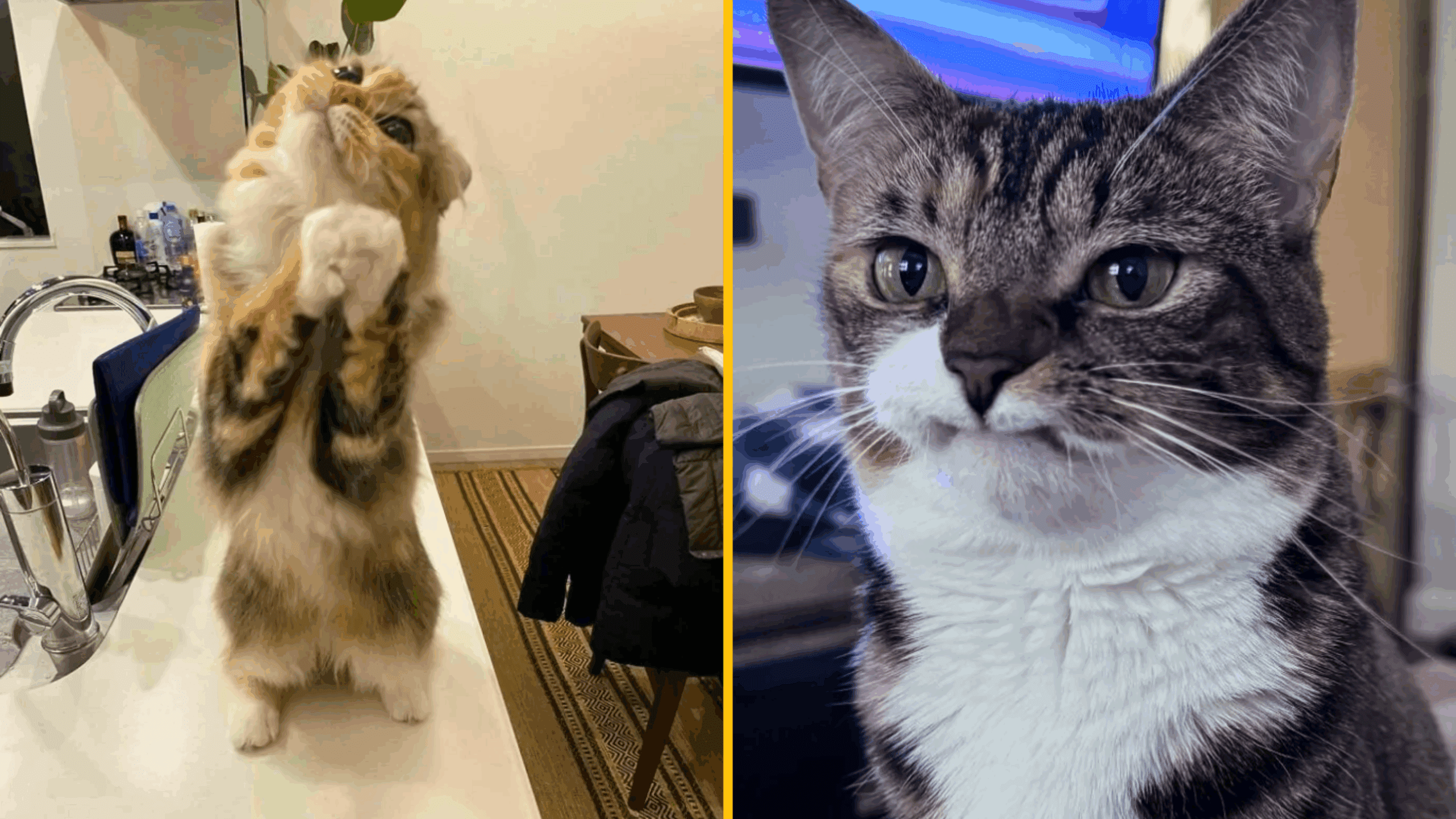 17 mačiek, ktoré si zamiluješ