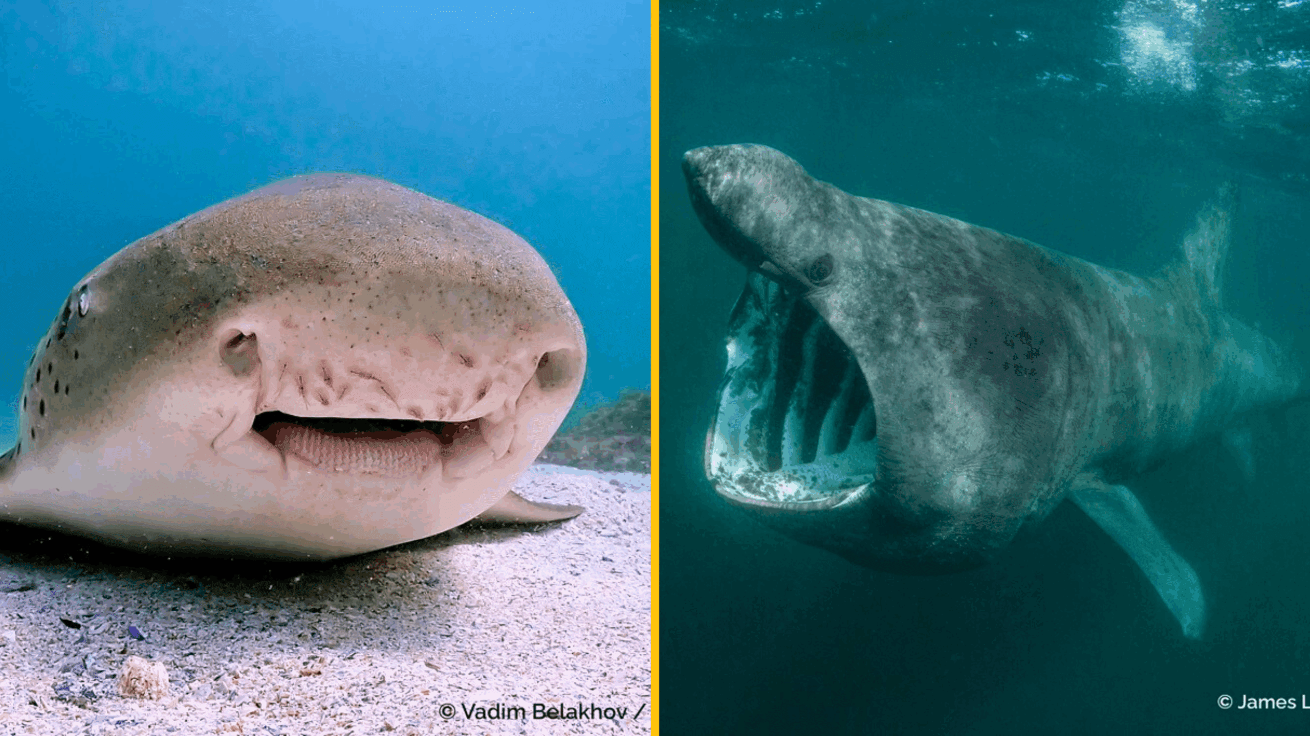 Dravá krása žralokov: 16 fascinujúcich záberov zo súťaže Fotograf žralokov roka 2025