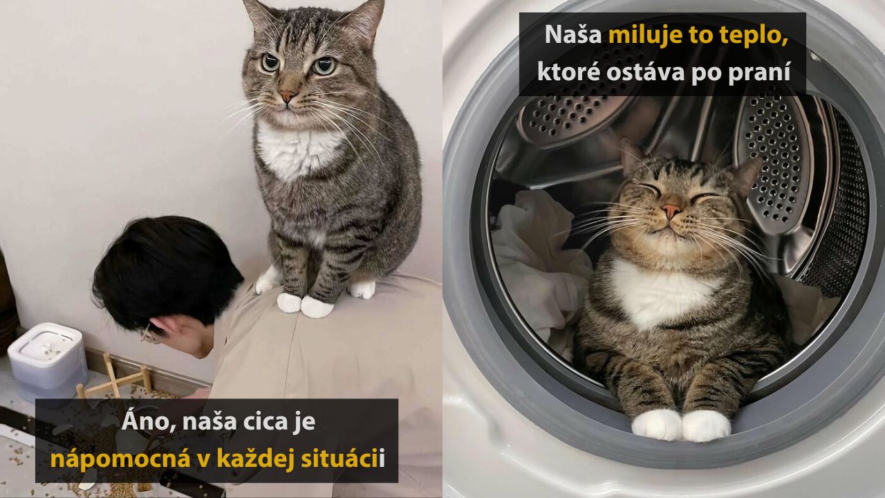 10 roztomilých a vtipných fotografií mačiek, ktoré obmäkčia každého, 1.časť