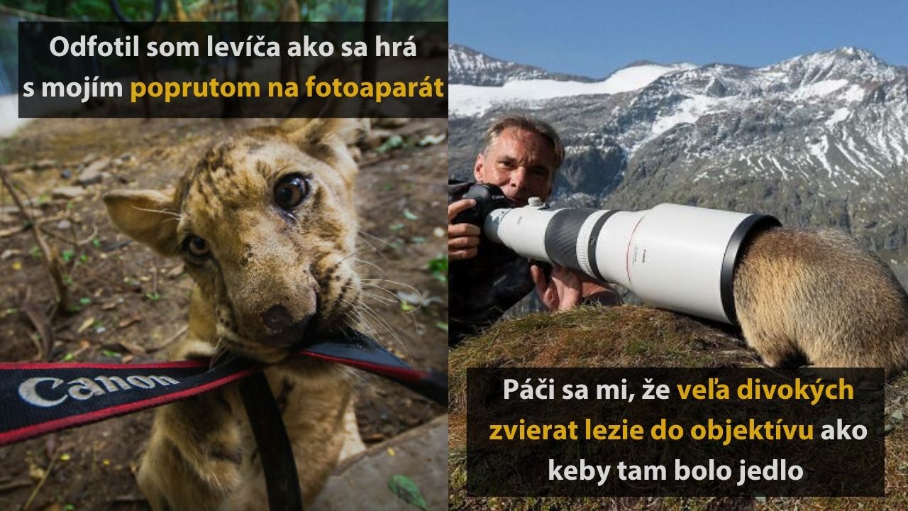 10 vtipných fotografií z divokej prírody, ktoré vás pobavia. 2.časť