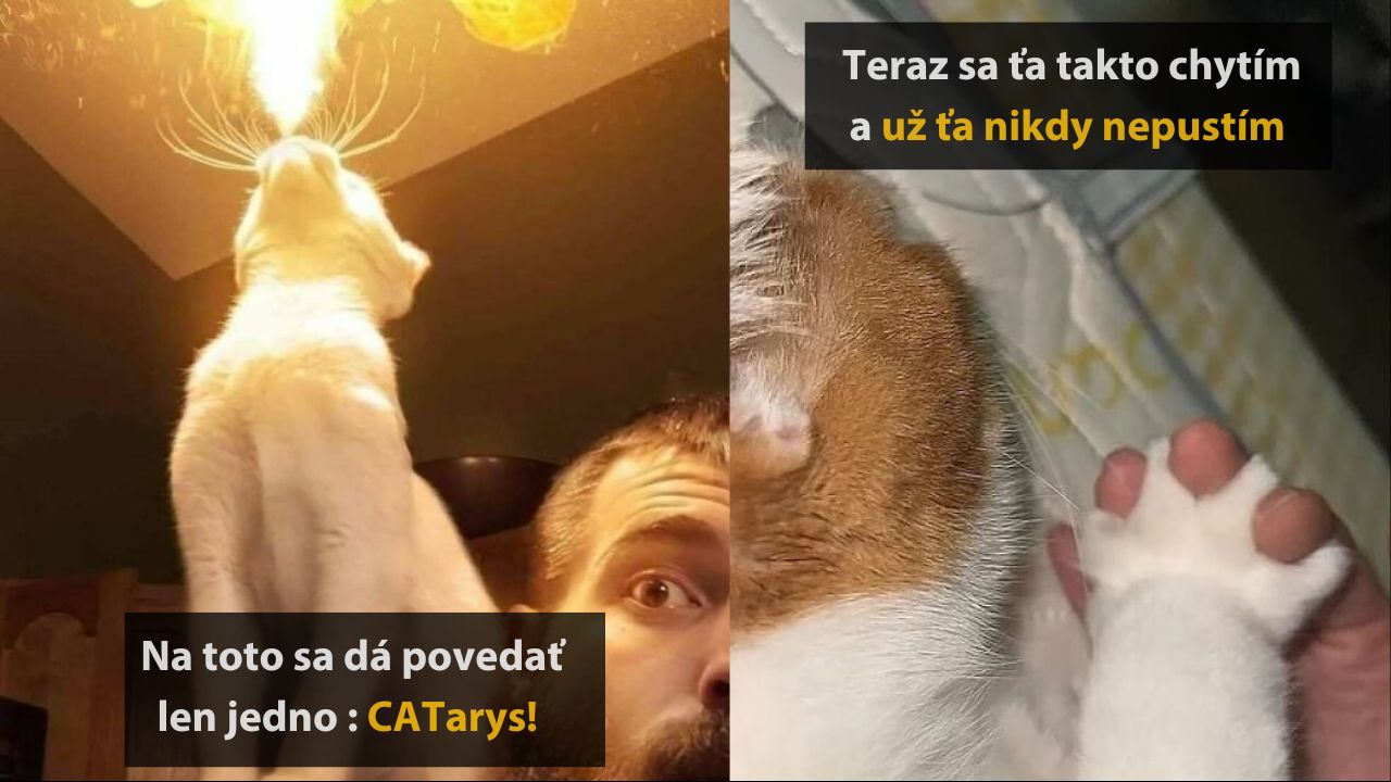 10 roztomilých a vtipných fotografií mačiek, ktoré obmäkčia každého, 3.časť