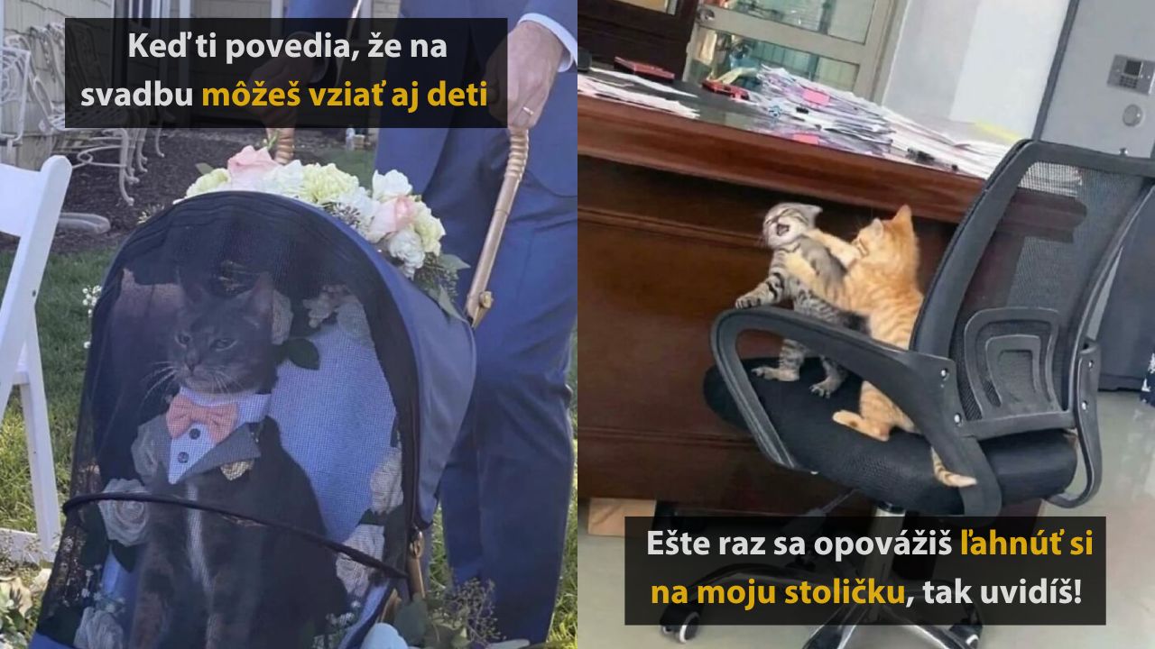 10 roztomilých a vtipných fotografií mačiek, ktoré obmäkčia každého, 2.časť