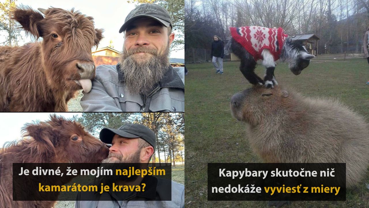 10 náhodných fotografií zvierat, ktoré vám rozhodne spríjemnia večer, 1.časť