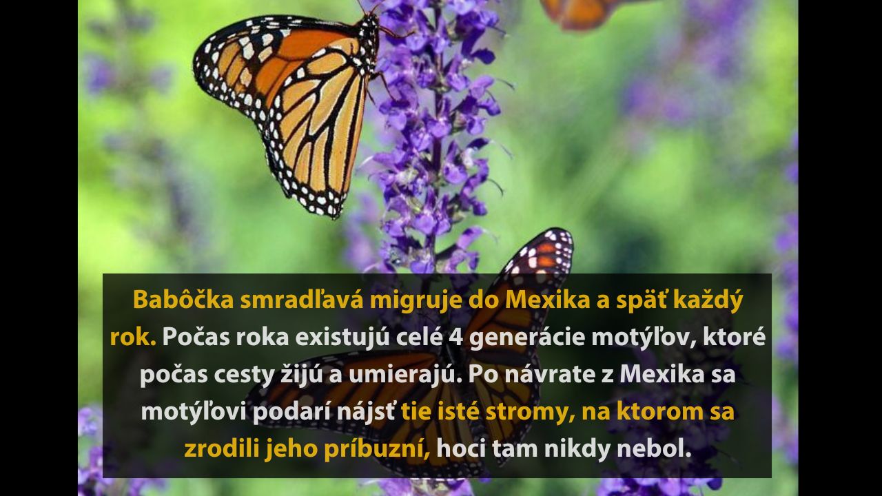 Zaujímavé záhady, ktoré sa asi nikdy nepodarí vyriešiť, 1.časť