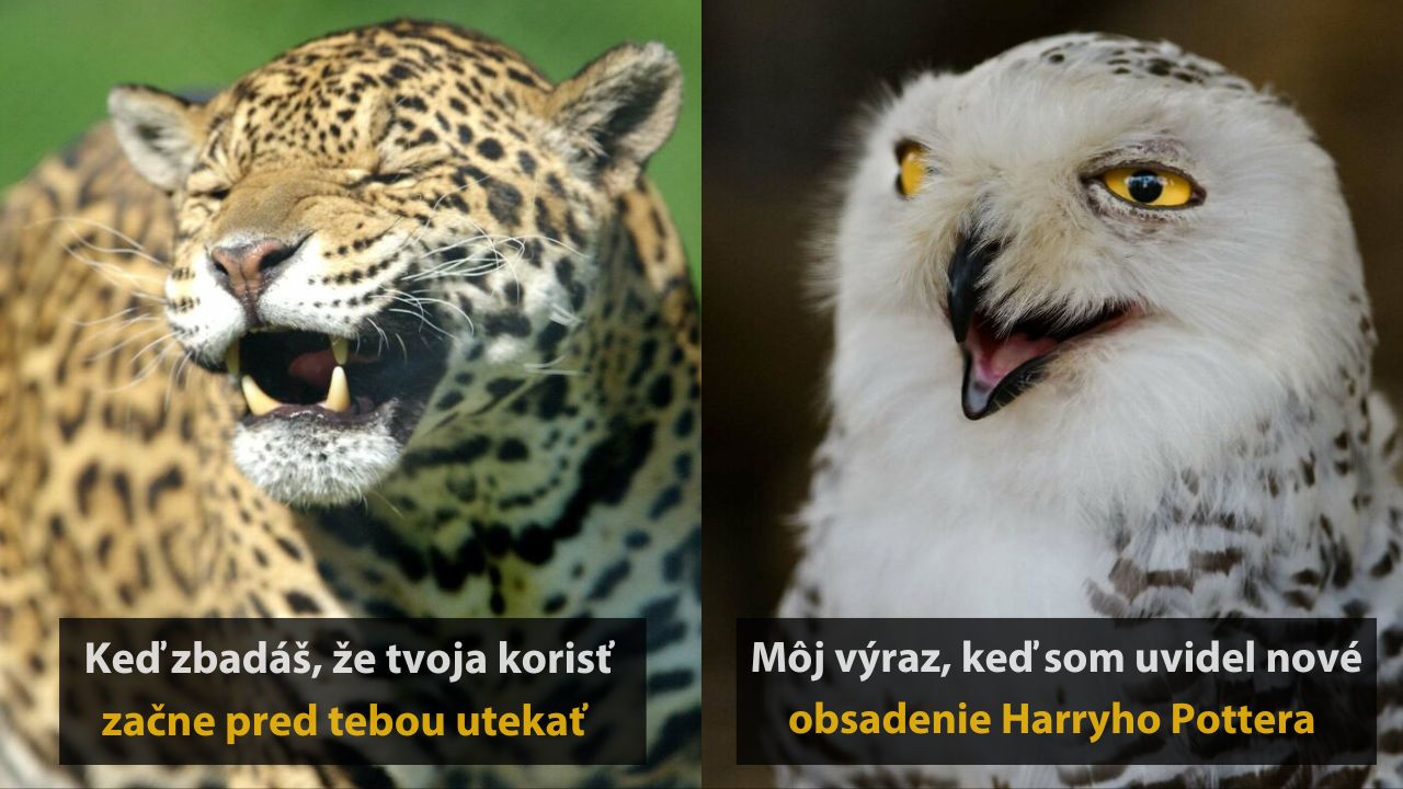 10 vtipných zvieracích fotografií, ktoré vás určite pobavia