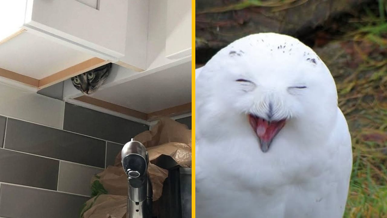 10 vtipných fotiek zo života zvierat, ktoré pobavia asi každého #3