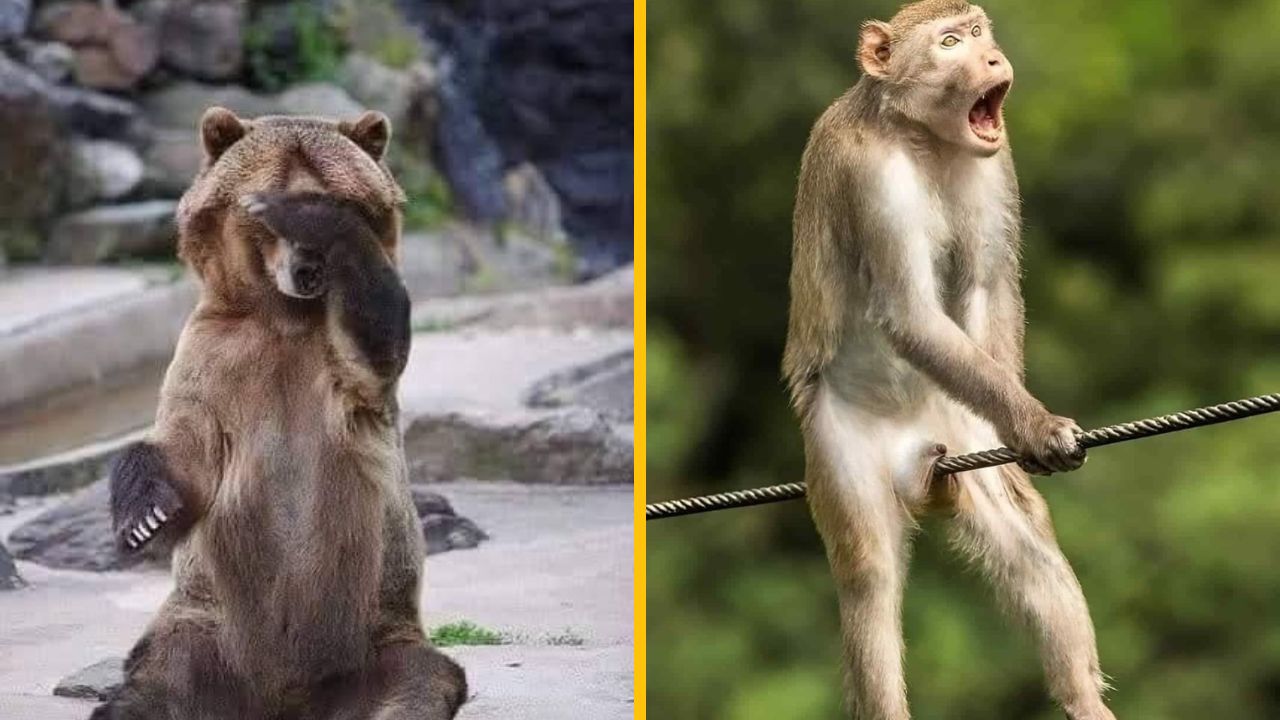 10 vtipných fotiek zo života zvierat, ktoré pobavia asi každého #4