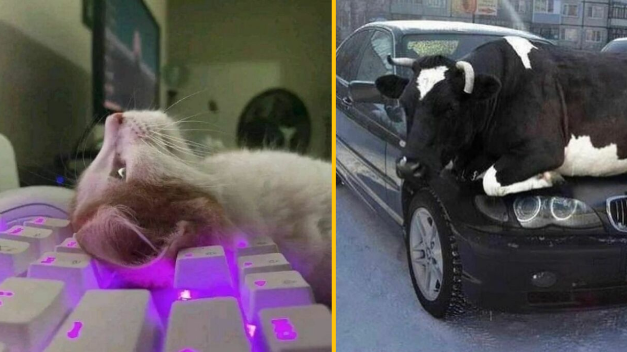 12 náhodných fotiek, ktoré vás pobavia #2