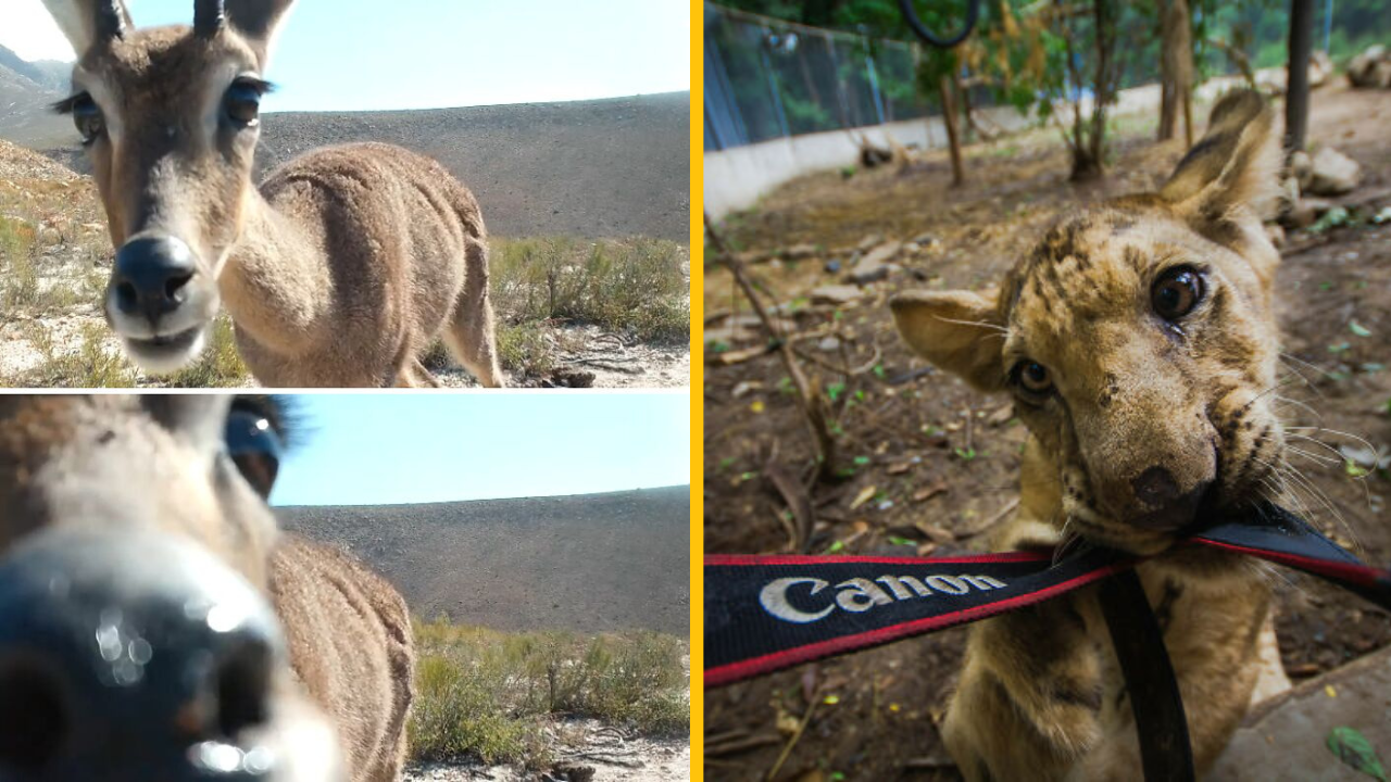 13 zábavných momentov, kedy zvieratá „pokazili“ fotku (2. časť)