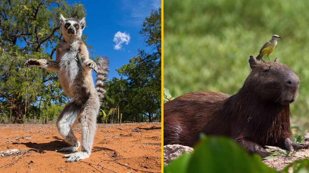 13 úžasných fotografií, ktoré zachytil fotograf divokej zveri