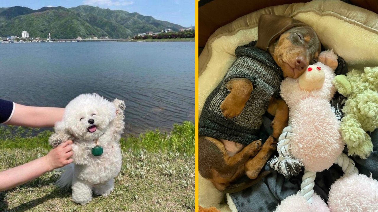 14 fotiek psíkov, ktoré vám zlepšia deň (2. časť)