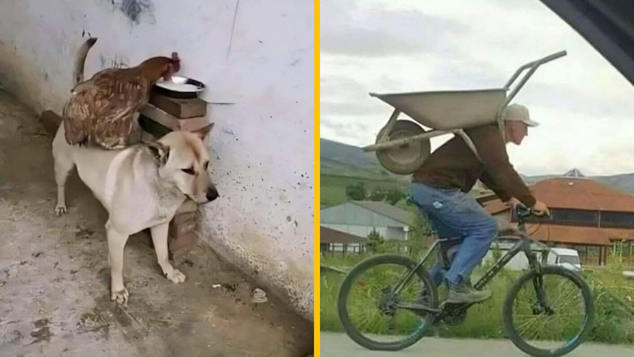 15 náhodných fotiek bez kontextu, pri ktorých sa zasmejete