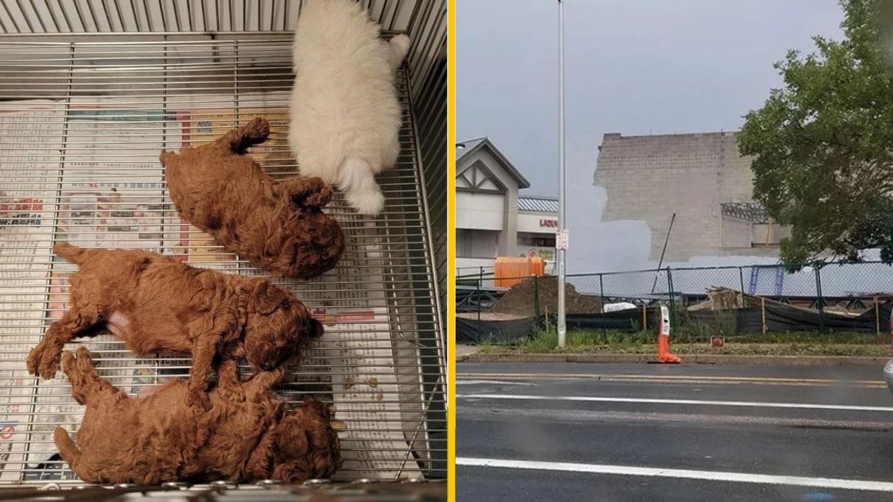 18 prípadov, keď sa ľudia museli dvakrát zamyslieť, aby rozlúštili, na čo sa pozerajú
