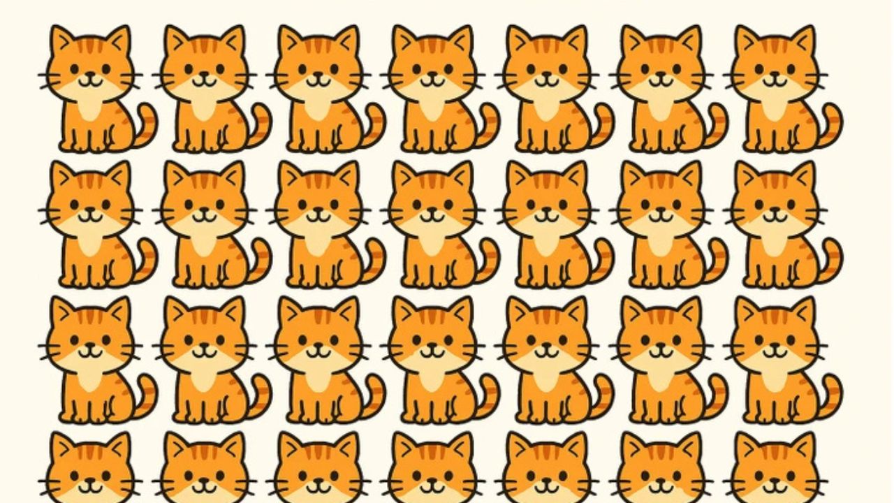 Zábavný test pozornosti: Ktorá mačka je iná ako ostatné?
