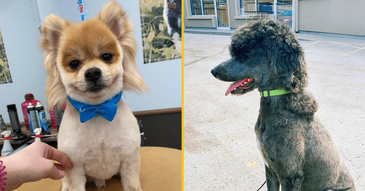 22 fotografií psích mulletov, ktoré vás dnes zaručene pobavia