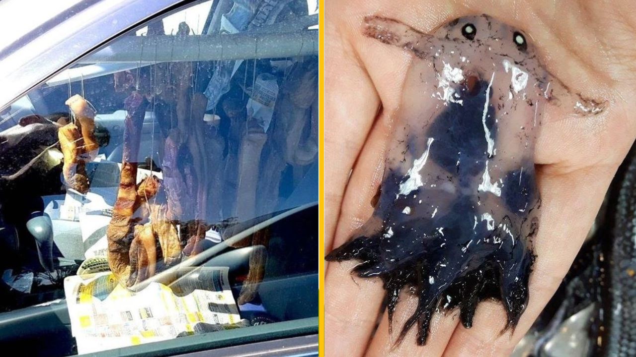 18 zvláštností, ktoré pobláznia aj tých najzvedavejších ľudí