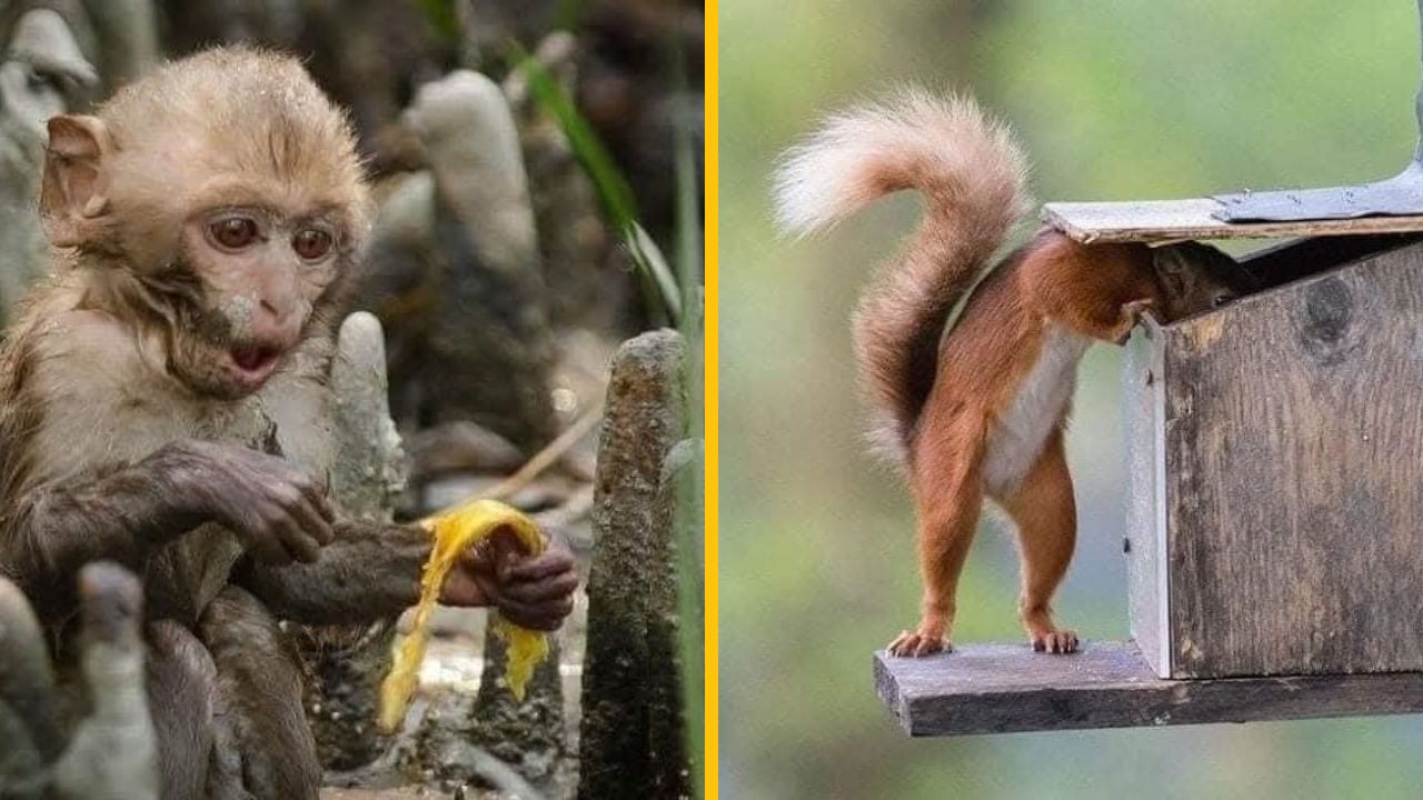 10 vtipných fotiek zo života zvierat, ktoré pobavia asi každého #5