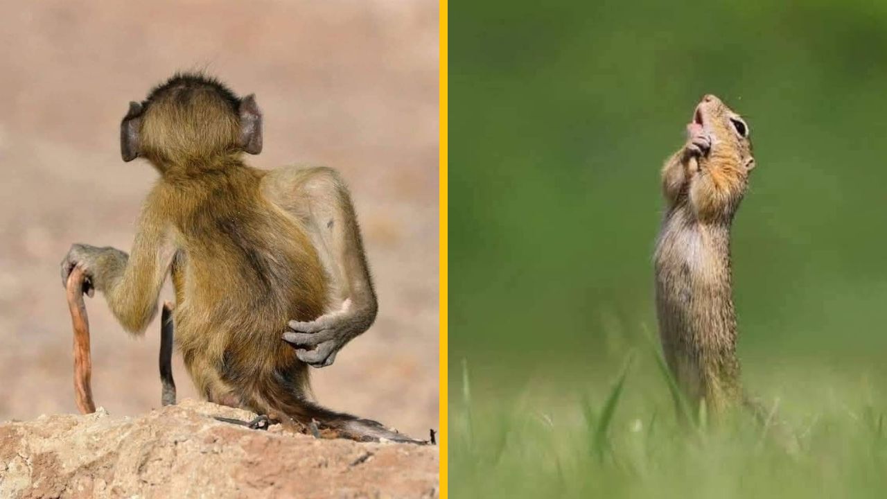 10 vtipných fotiek zo života zvierat, ktoré pobavia asi každého #6