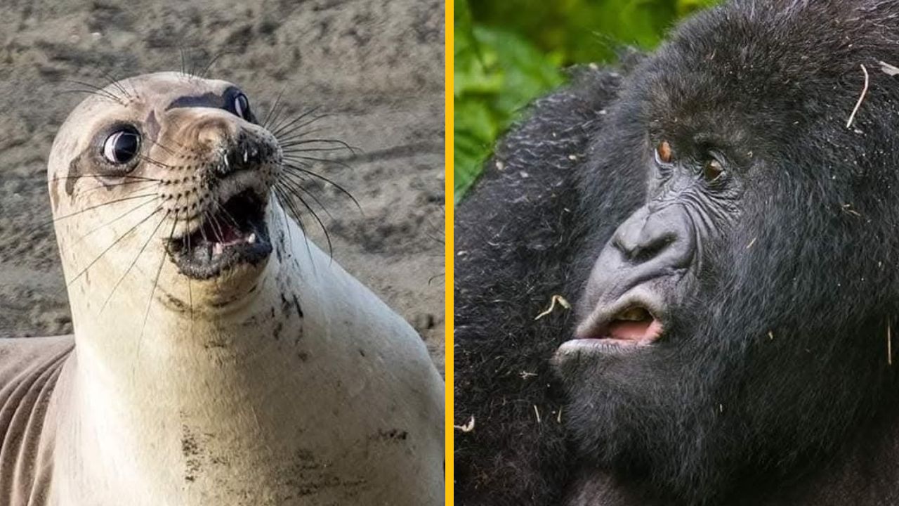 10 vtipných fotiek zo života zvierat, ktoré pobavia asi každého #7