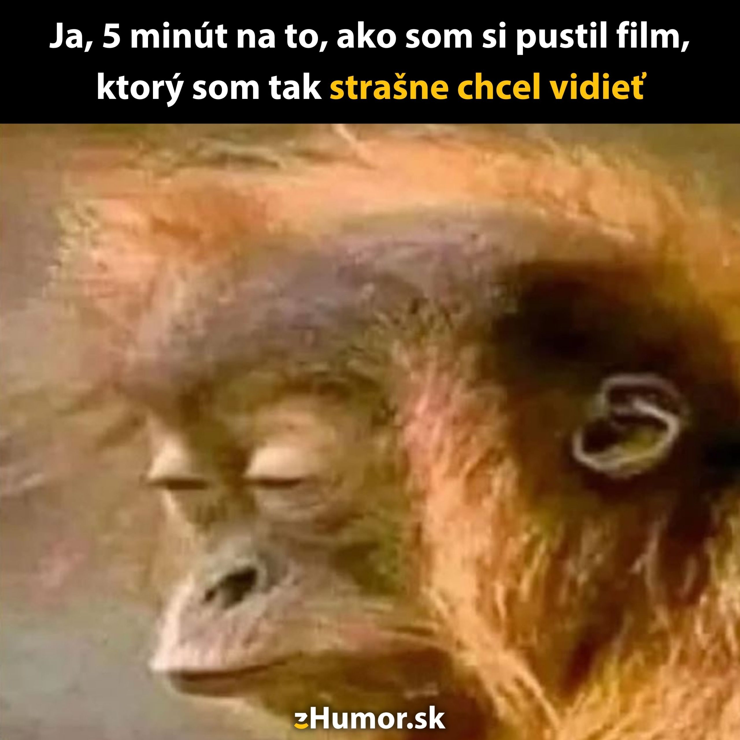 Opička so zatvorenými očami ilustratívne znázorňuje ospalosť pri sledovaní očakávaného filmu.