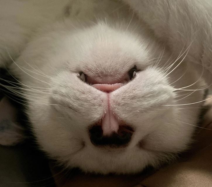 Rozkošný mačací ňufák zblízka, mačka leží na chrbte a oddychuje.