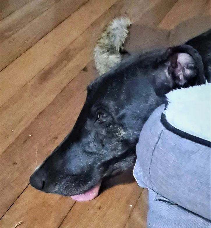 Čierny pes leží na drevenej podlahe vedľa mäkkého pelechu, s jazykou von a výrazom oddychu.