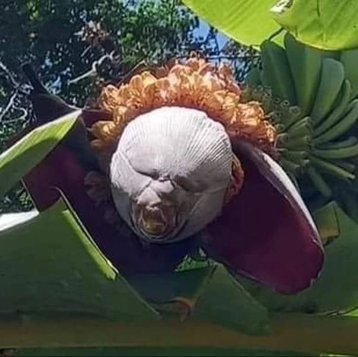 Banánový kvet s výnimočným tvarom, obklopený veľkými zelenými listami v slnečnom prostredí.