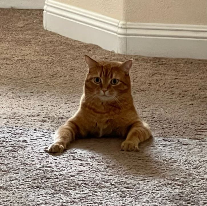 Hnedá mačka leží na koberci a pozerá priamo do objektívu v domácom prostredí.