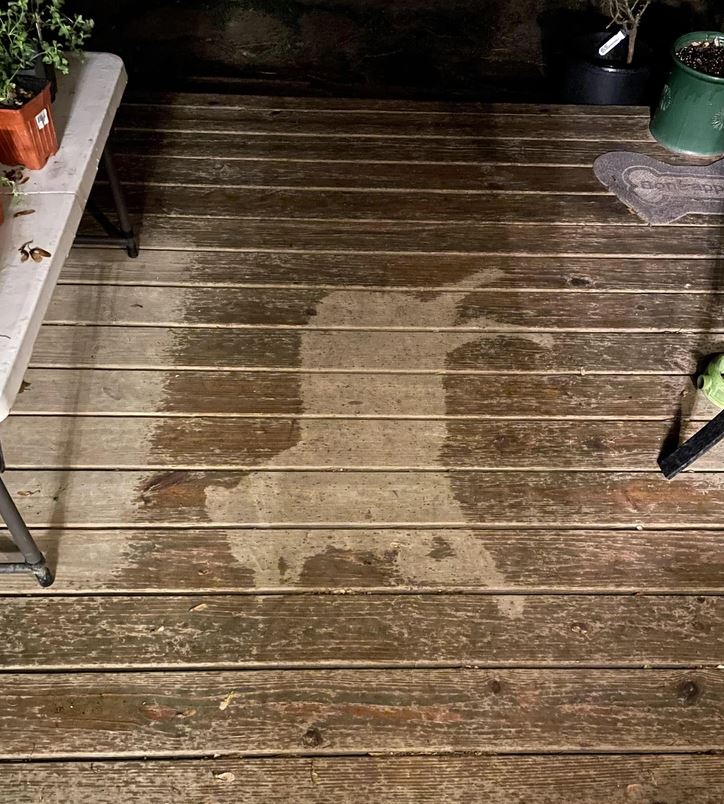 Na drevenej podlahe vidno vlhký fľak tvaru zvieraťa, obklopený kvetináčmi a stolom.