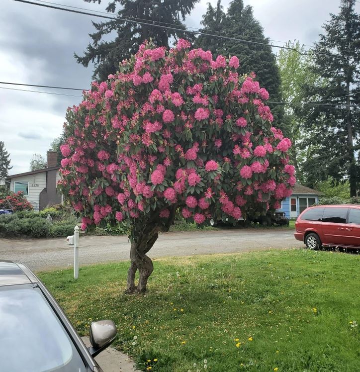 Strom pokrytý ružovými kvetmi na zelenej tráve, v pozadí domy a autá.