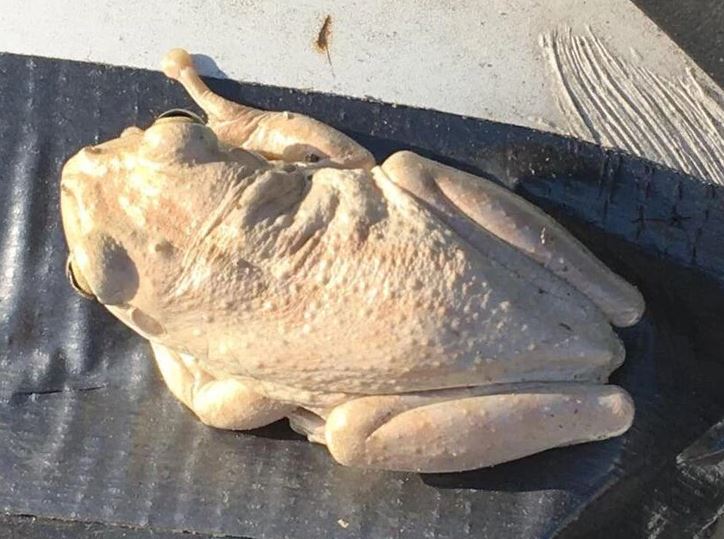 Bledá žaba odpočíva na asfaltovom povrchu, ukazujúc svoje svetlé sfarbenie.