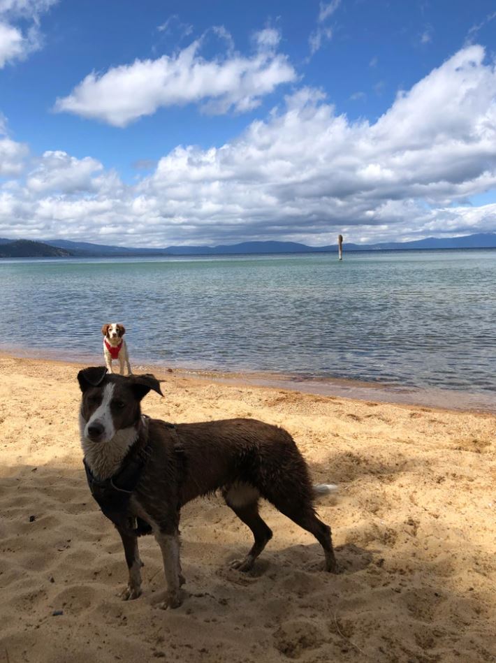 Dva psy na piesočnej pláži s modrou vodou a oblohou, ideálne miesto na letný deň.