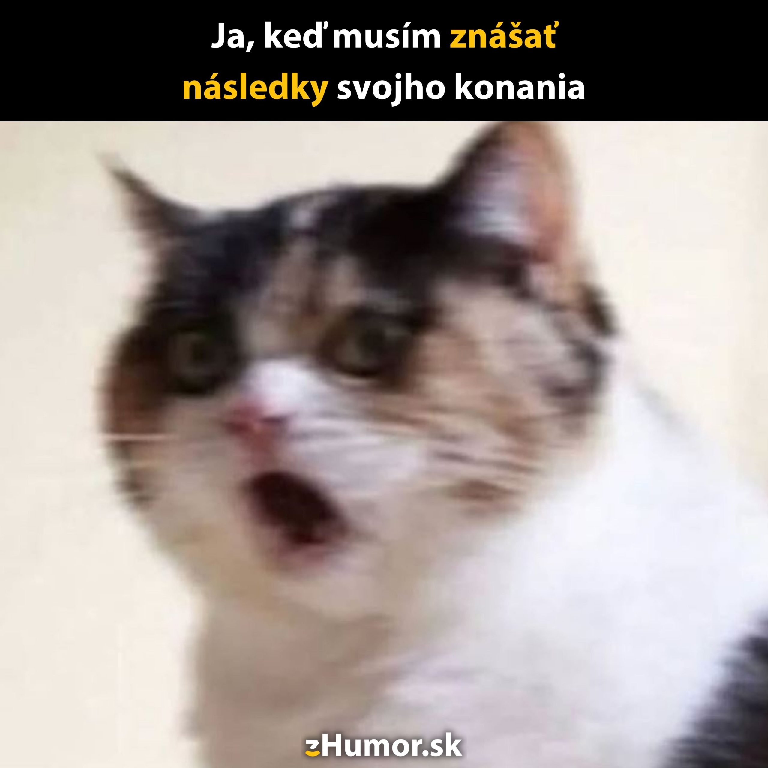 Odborne vyzerajúca fotografia šokovanej mačky s vtipným textom.