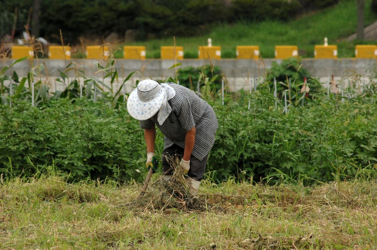 farmer, field, work, straw hat, farming, farmer, farmer, farmer, farmer, farmer
