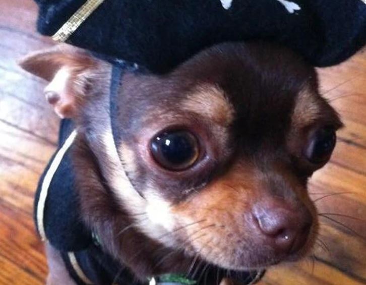 Malý pes v pirátskom kostýme na drevenej podlahe, pozoruje okolie.