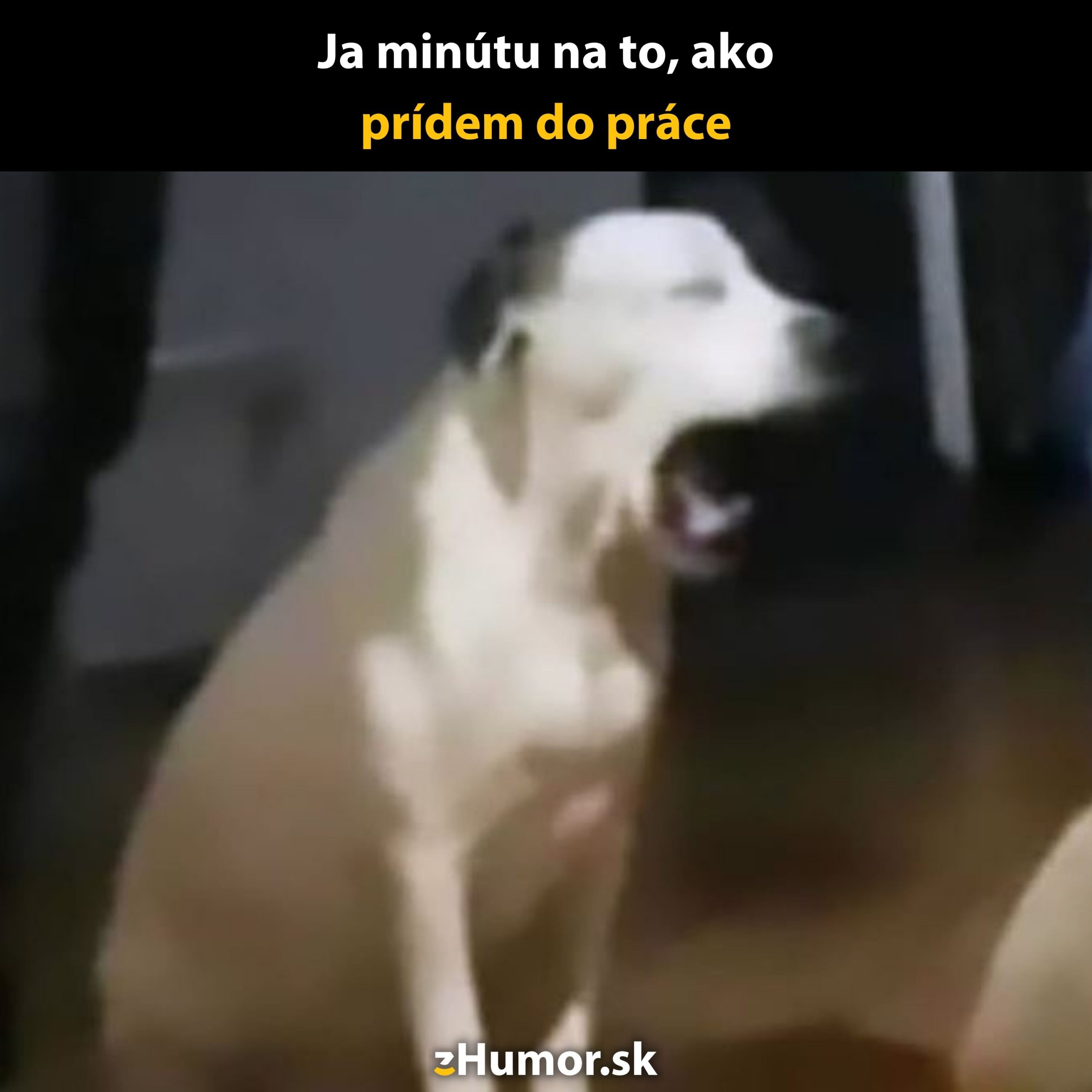 Pes zíva s textom Ja minútu na to, ako prídem do práce.