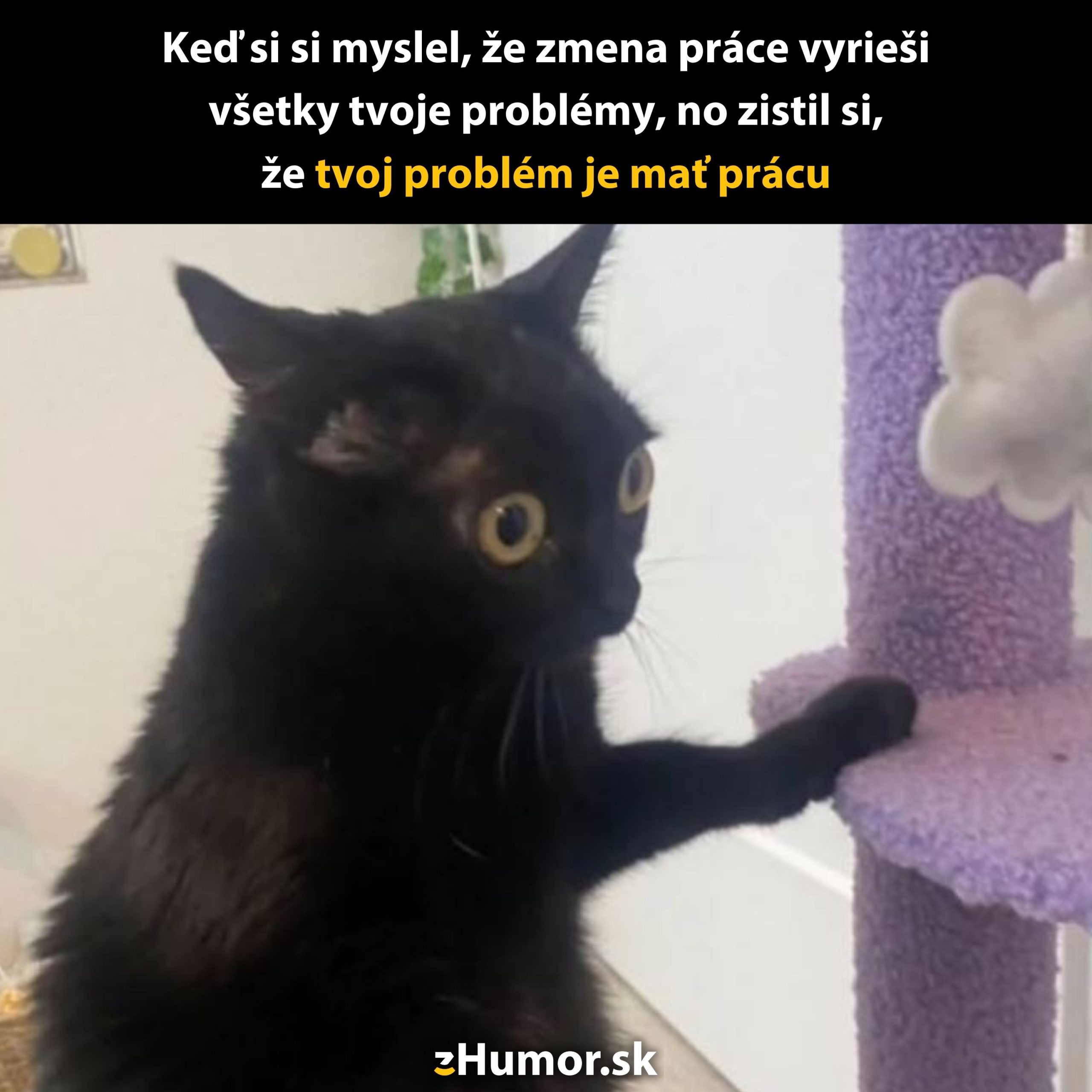 Čierna mačka zvedavo skúma škrabadlo, výraz tváre pripomína zamyslenie nad pracovnými problémami.