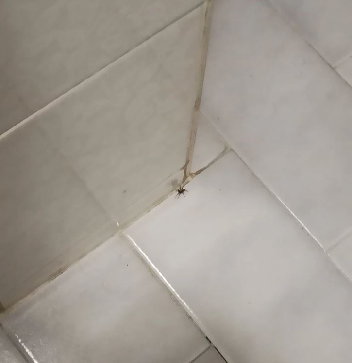 Pavúk v rohu kúpeľne na bielych dlaždiciach, detailný záber.